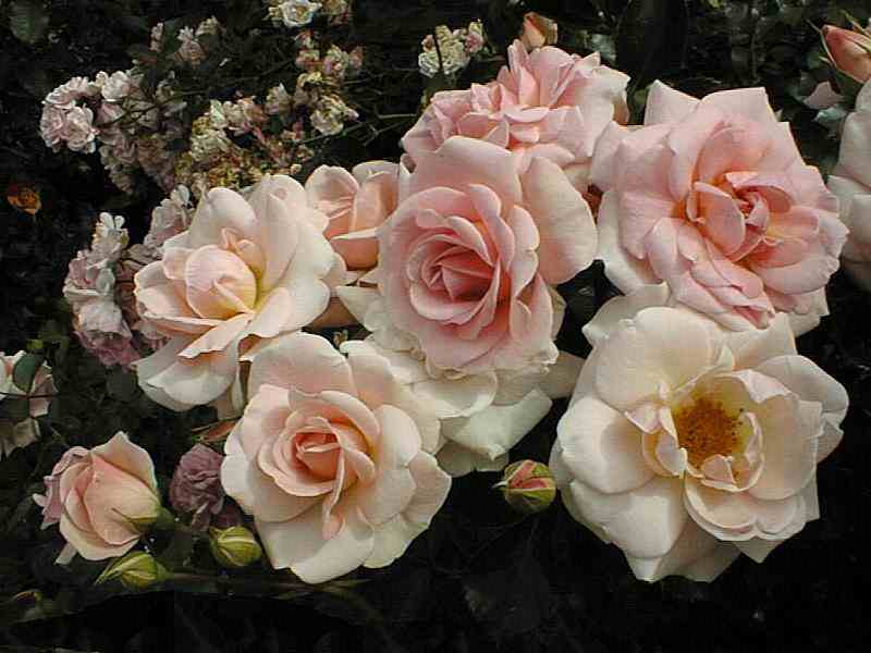queenmargrethe