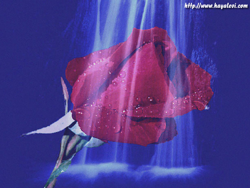 rose049
