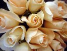 rose059k
